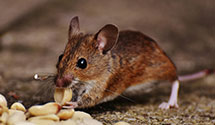 24 Hour & Emergency Exterminators in Hillsgrove, PA